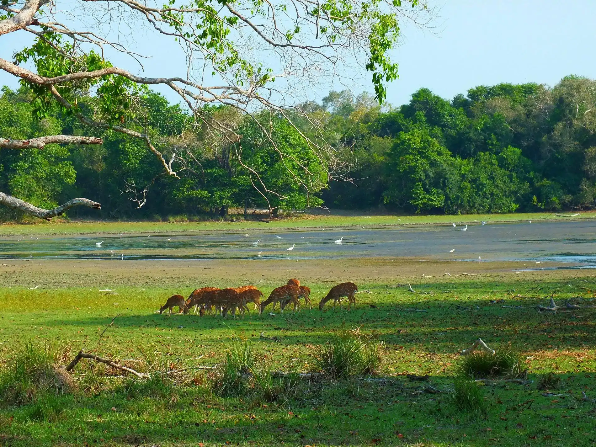 Wilpattu